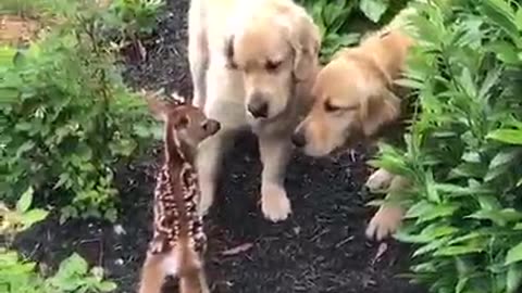 Dogs Funny videos