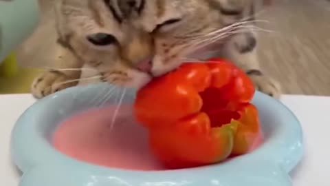 Funny and Cute Cats Videos #189