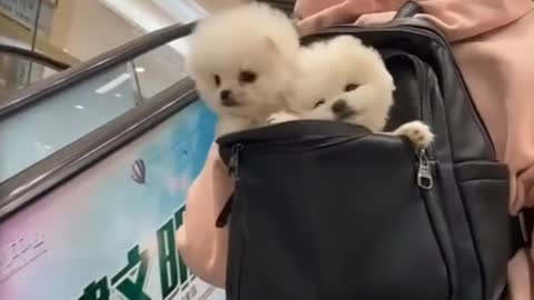 Cute puppies 🐷 | funny cute dogs 🤣| Pomeranian puppies