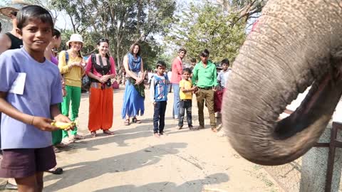 Little indian boy feeding elephant