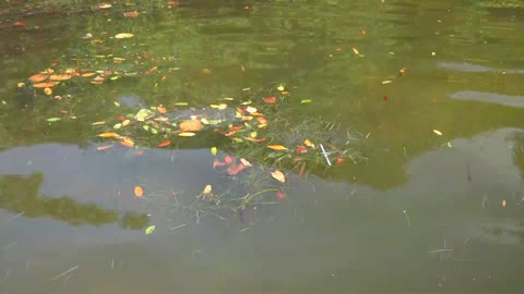 Plastic Straw in Water of Coffee Pot Bayou in St Petersburg Florida