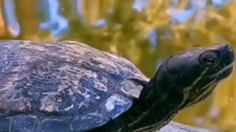 Why do Turtles Live so Long?