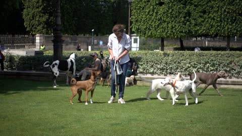 Dogs on the grass running play near the Palace of the Tuileries in Paris