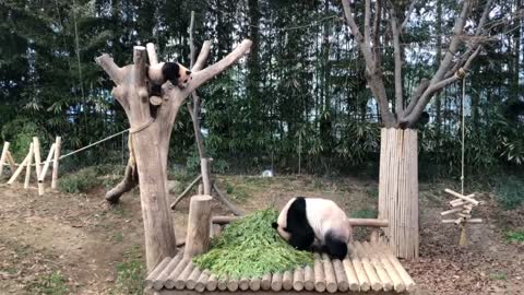 a sitting panda eating grass