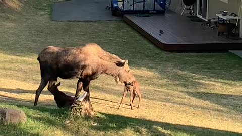 Moose Gives Birth in Alaskan Backyard