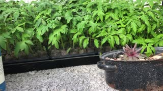 February Geothermal Greenhouse Tour and Tomato Update