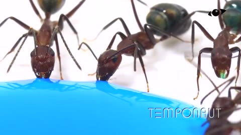 Ants Drinking Blue Liquid Candy Timelapse