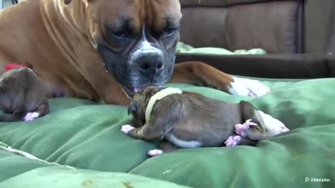 Dog Birth!!