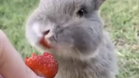 a beautiful bunny eating strawberry