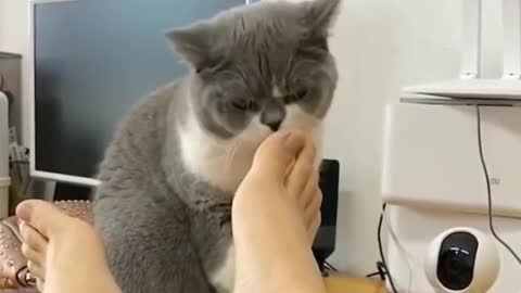 Cats Licking Their Owners Feet - TikTok Dogs (#Funny #Animals #430)