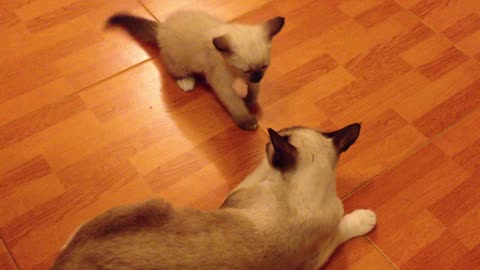 Funny cat playing with her mother