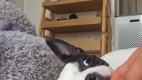 Prank the cute Boston Terrier who bothers everything