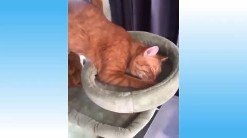 Hilarious and adorable cats!