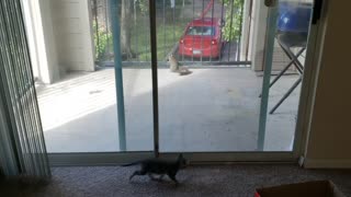 Kitty meets squirrel for the first time