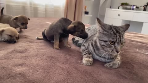 Kitten & Puppies During Chill Time