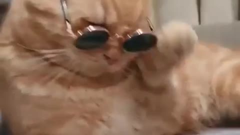 Cats wearing glasses