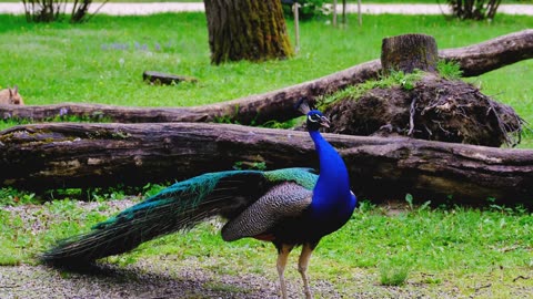 Beautiful singing peacock