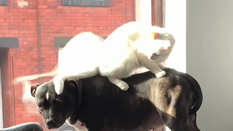 Cute Cat Stands on Staffordshire Bull Terrier's Back