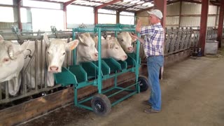 Farmer Gives His White Cows Treatment by machine