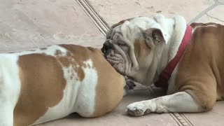 Bulldogs Enjoying Thanksgiving Their Own Way