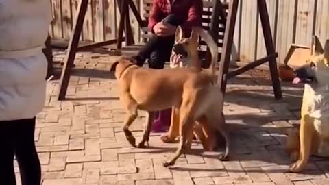 Super Funny Dog Videos 2022 new videos