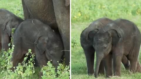Twin Baby Birth in Minneriya National Park