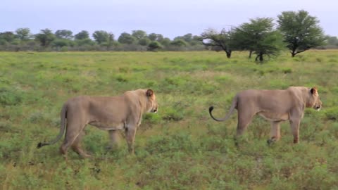 Lions walk into sunset very smooth