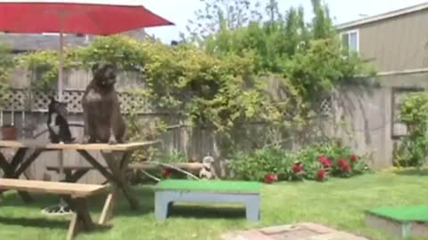 “Funny Bullmastiff Dog Video.