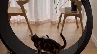 Cat Siblings Are Selfish With The Wheel