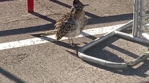 Road Runner at a Lowe's in St. George, Utah