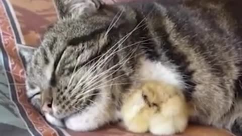 This Cat adopted cute chick