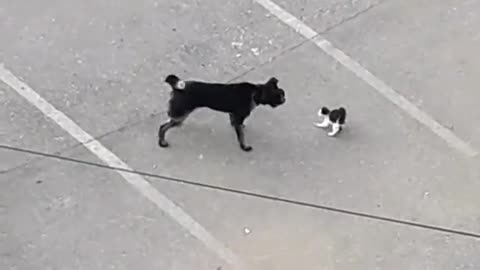 DOG VS CAT