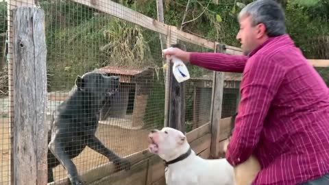 CANE CORSO NARKOZ KANGAL BARONUN DİŞLERİNİ GÖRÜNCE V8MOTORUNUN KONTAĞINI KAPATTI