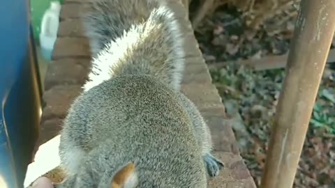 My beautiful Mika filling her cheeks with almonds!!! #squirrel #cute #animals