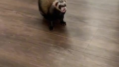 Cute ferret🤩🤩🦦