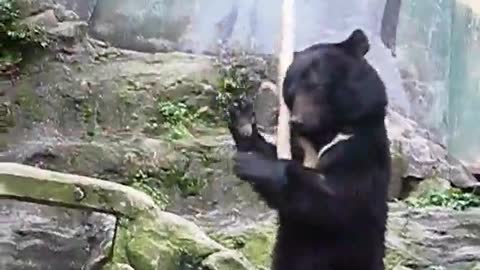 The Real Kungfu Bear