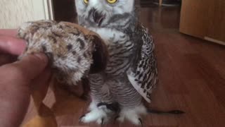 Snowy owl