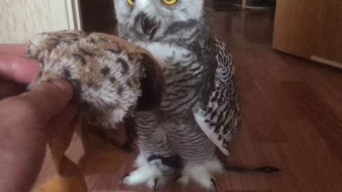 Snowy owl