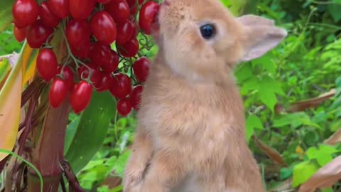 The little bunny munches on a tomato, savoring all the juicy goodness.