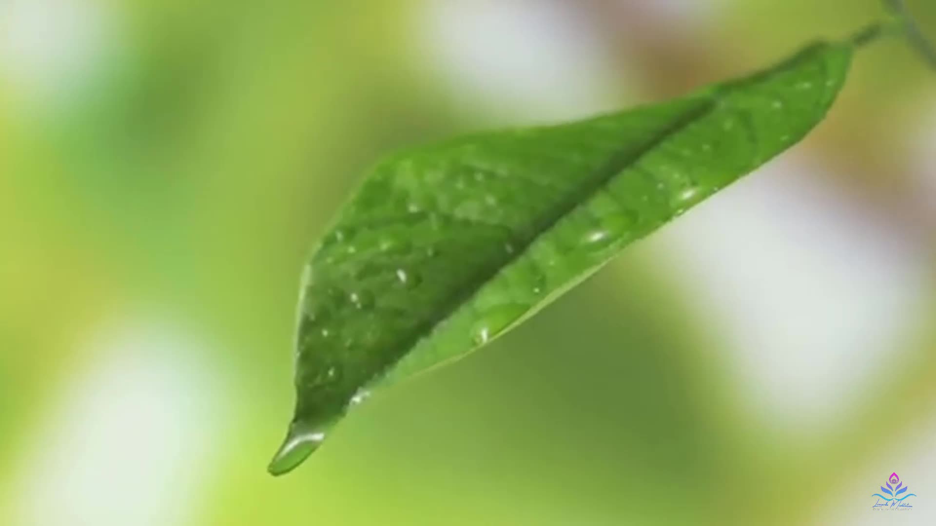 Forest 4k Nature Relaxing Music With Nature Sounds Forest Music Sleep