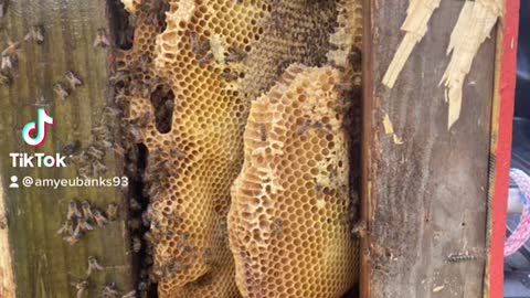 Removing Bees From Owl Box