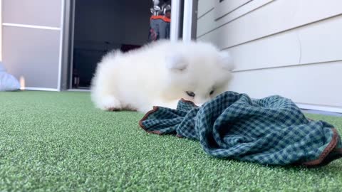 Samoyed Puppy 0-8weeks