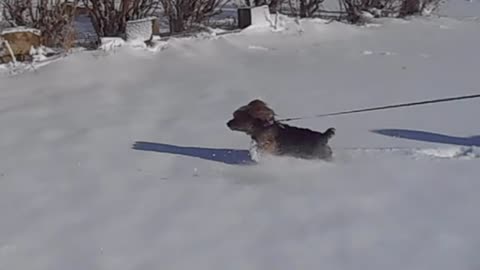 Yorkie puppy loves running in the snow