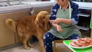 Dog take care of children