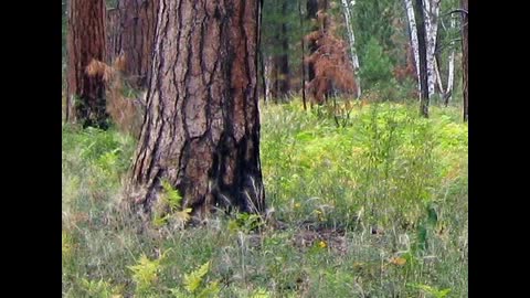 Ponderosa Pine - Living With Fire - Grand Canyon National Park