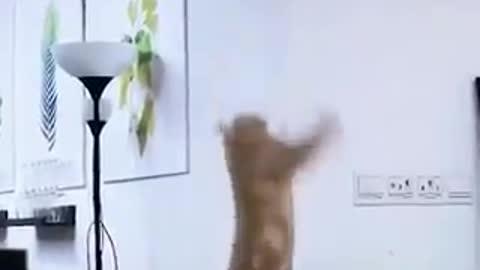 funny cat videos (11)