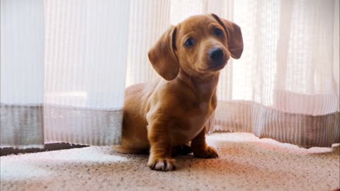 dog | beagle | dachshund