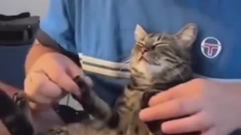 A cat that feels good in your hands