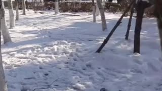 Samoyed puppy moulded out of snow