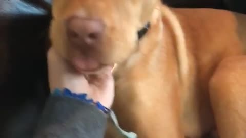 Woman puts hand on dogs face dog sticks tongue out